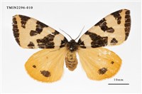 藏品(後黃斜帶毒蛾)的圖片